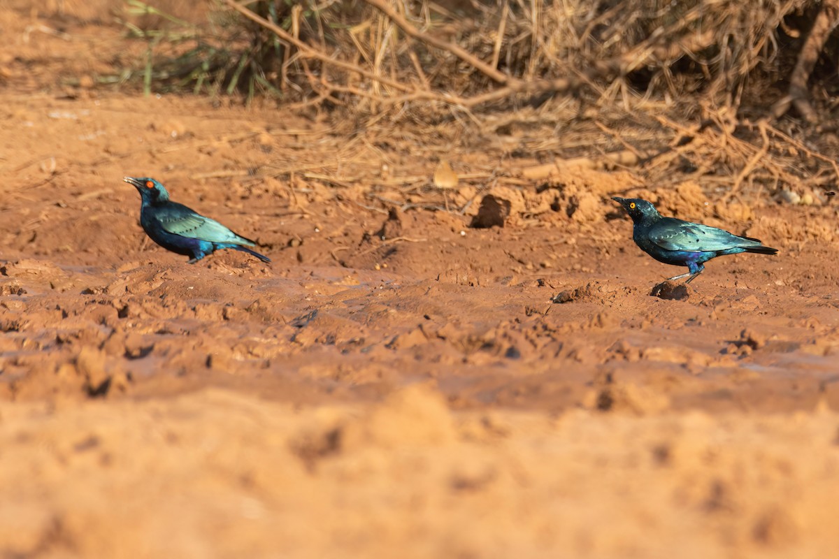 Bronze-tailed Starling - ML646050713