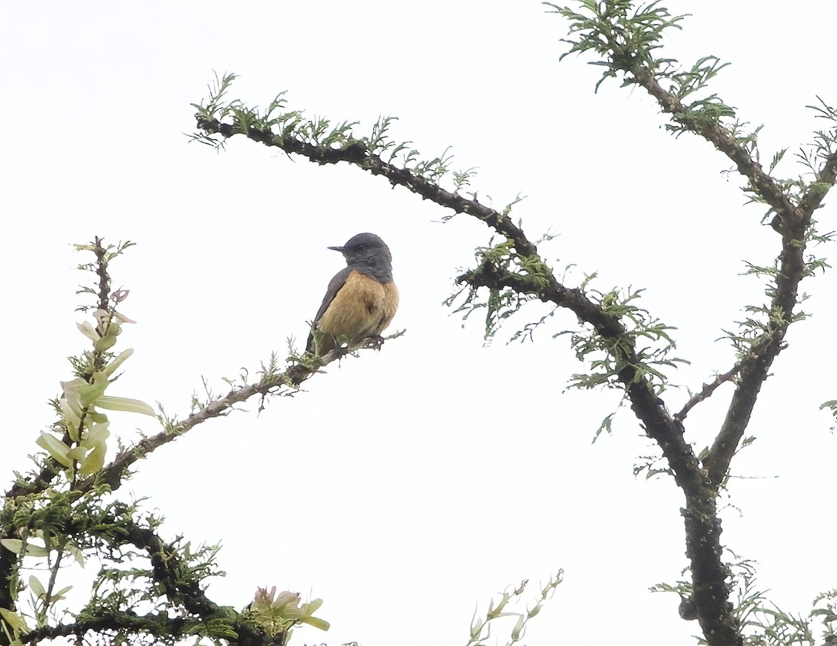 Little Rock-Thrush - ML646050714