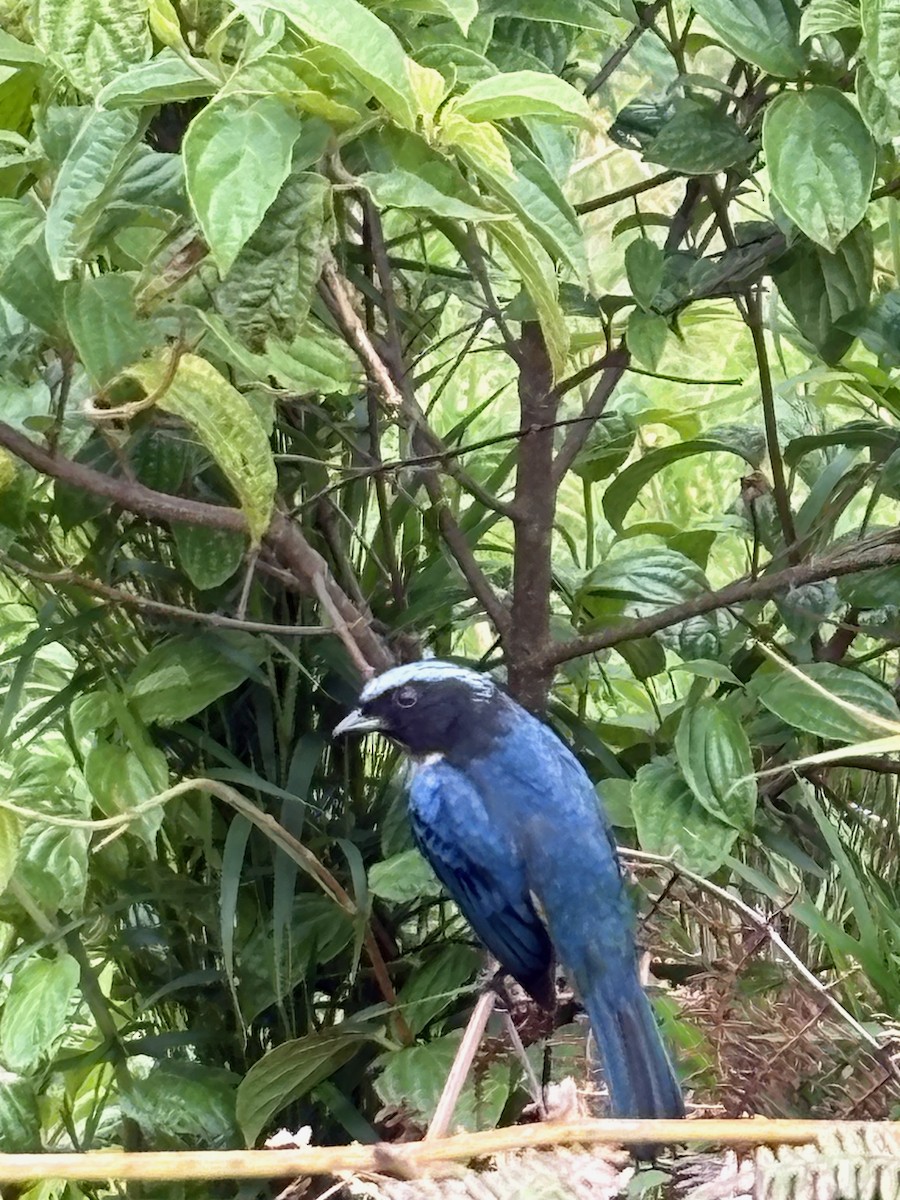 Carriker's Mountain Tanager - ML646050715