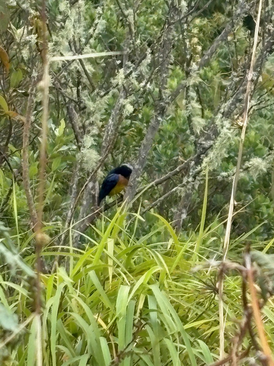 Carriker's Mountain Tanager - ML646050716