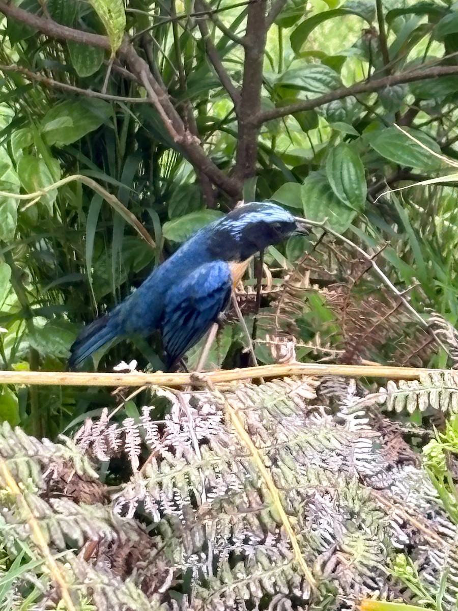 Carriker's Mountain Tanager - ML646050717
