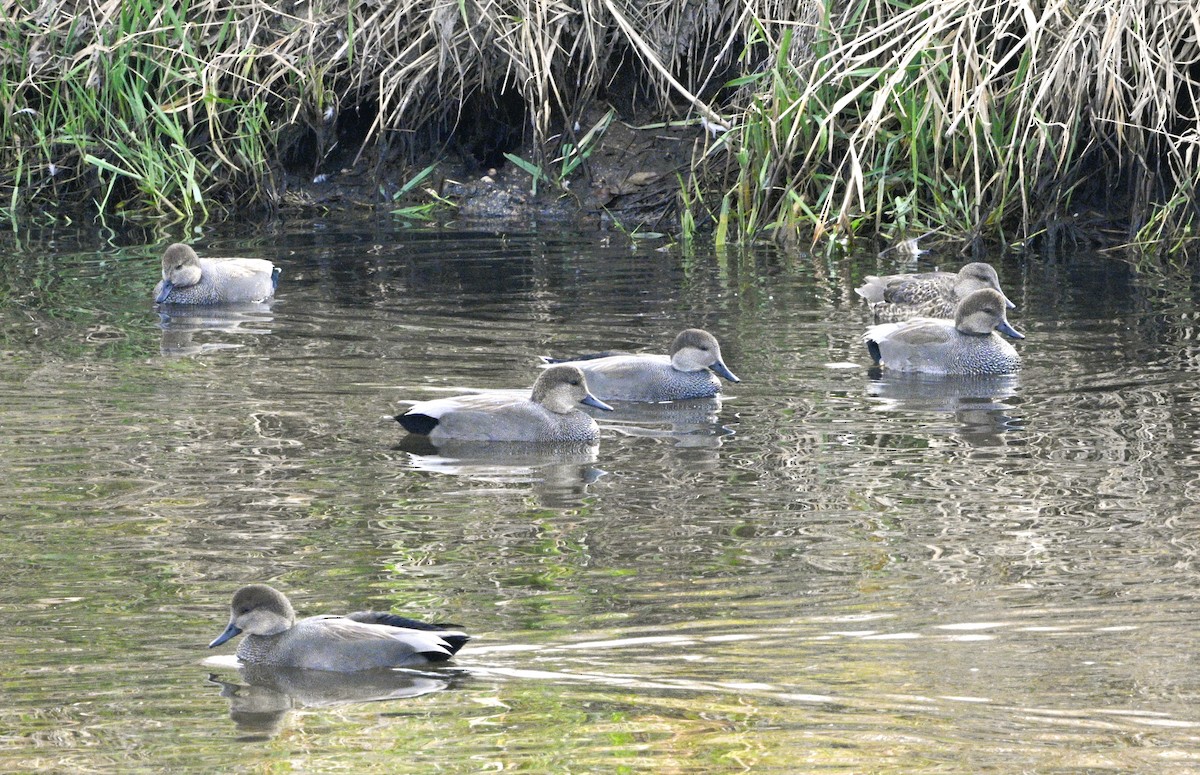 Gadwall - ML646050718