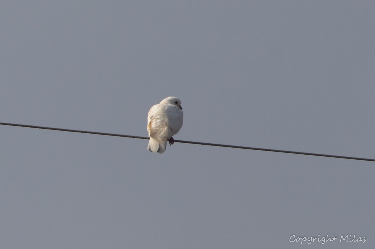 holub skalní (domácí) - ML646050719