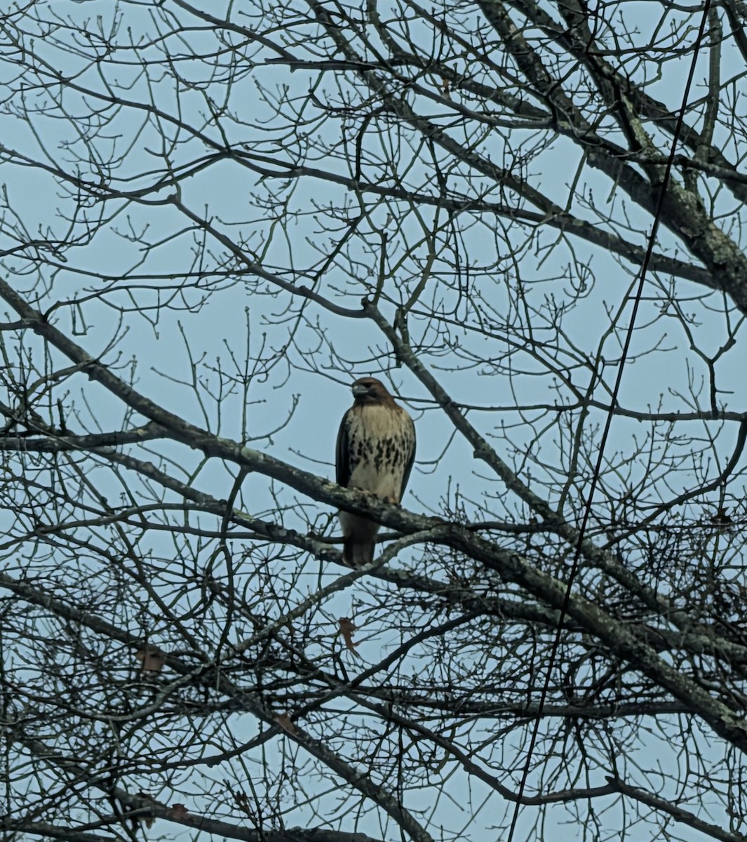 Kızıl Kuyruklu Şahin - ML646050721