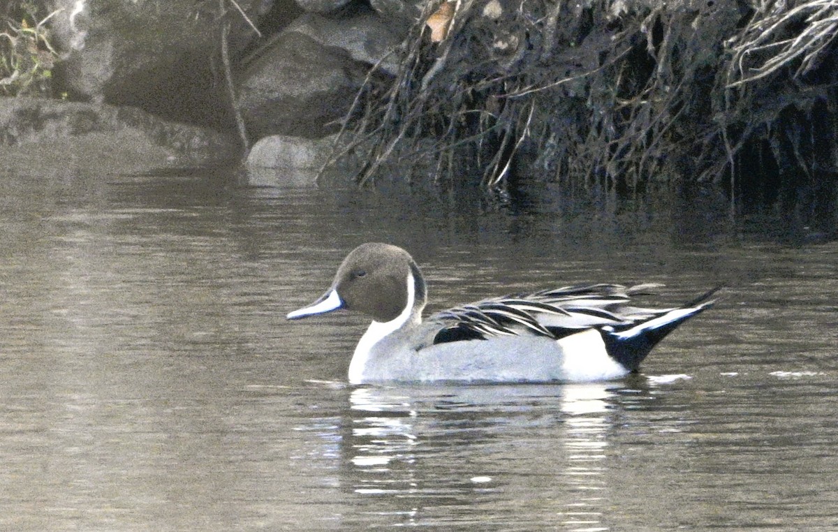 Northern Pintail - ML646050723