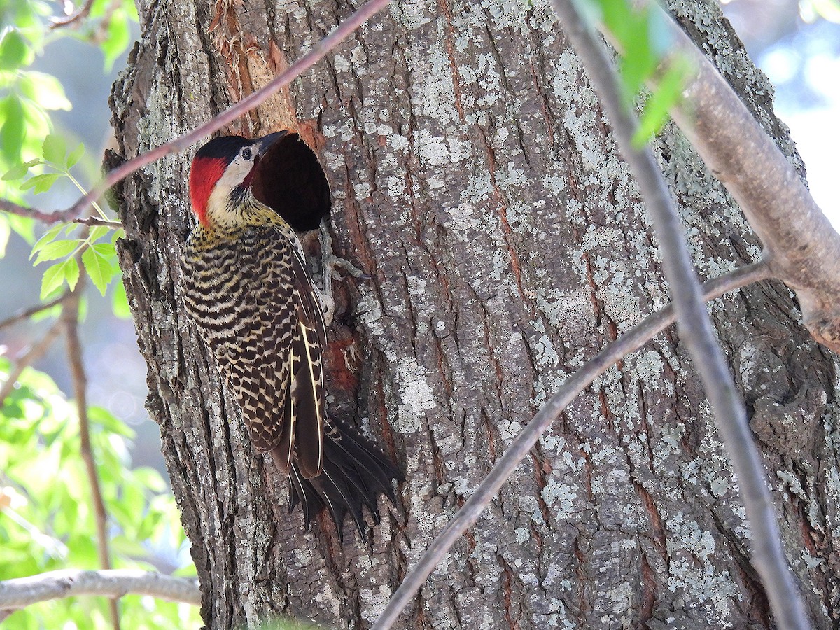 datel mravenčí - ML646050724