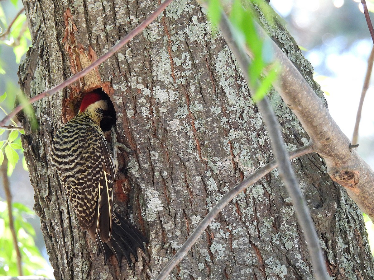 datel mravenčí - ML646050725