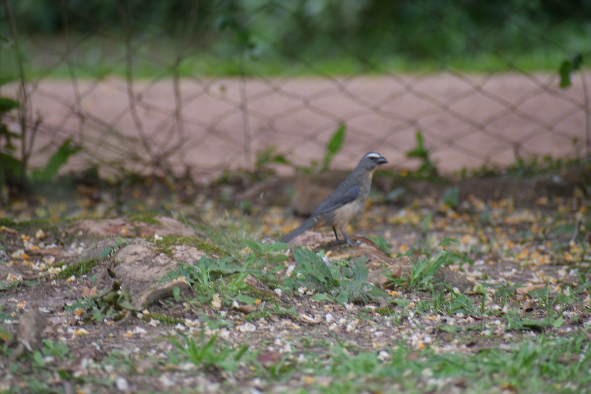 Bluish-gray Saltator - ML646050745