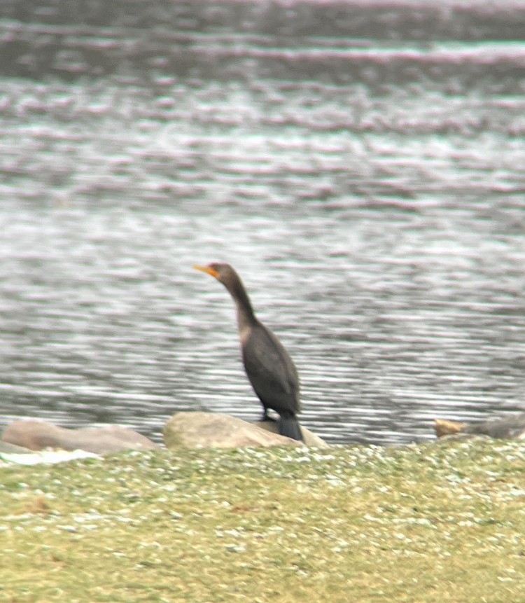 Double-crested Cormorant - ML646050750