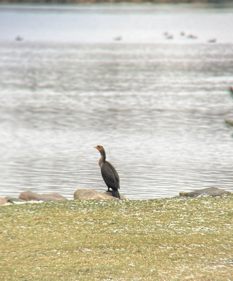 Double-crested Cormorant - ML646050751