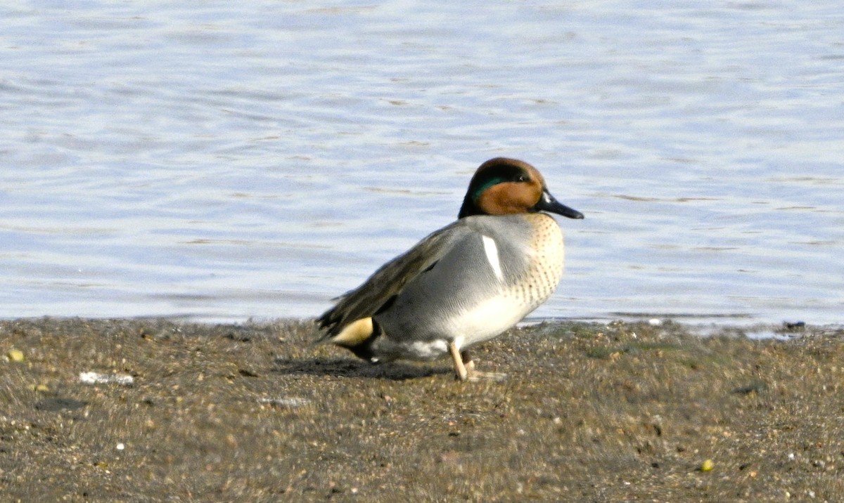 Green-winged Teal - ML646050756