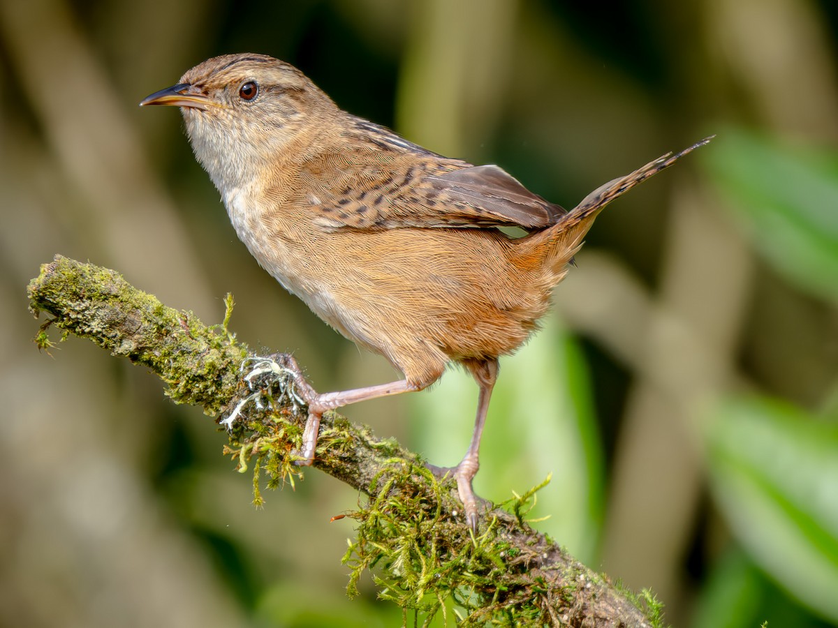 Grass Wren - ML646050758