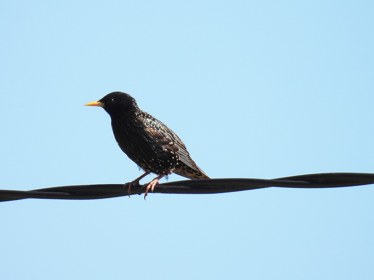 Шпак звичайний - ML646050761