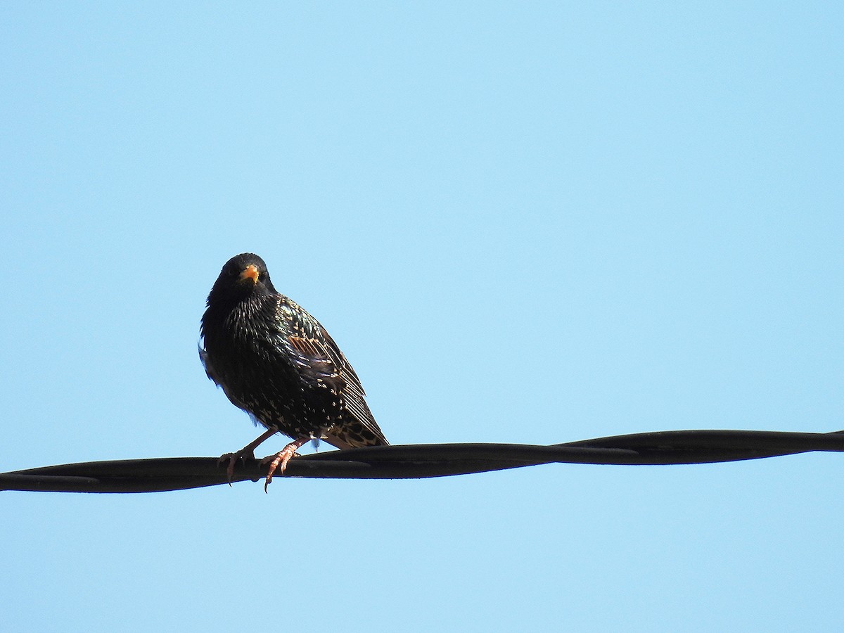 Шпак звичайний - ML646050762