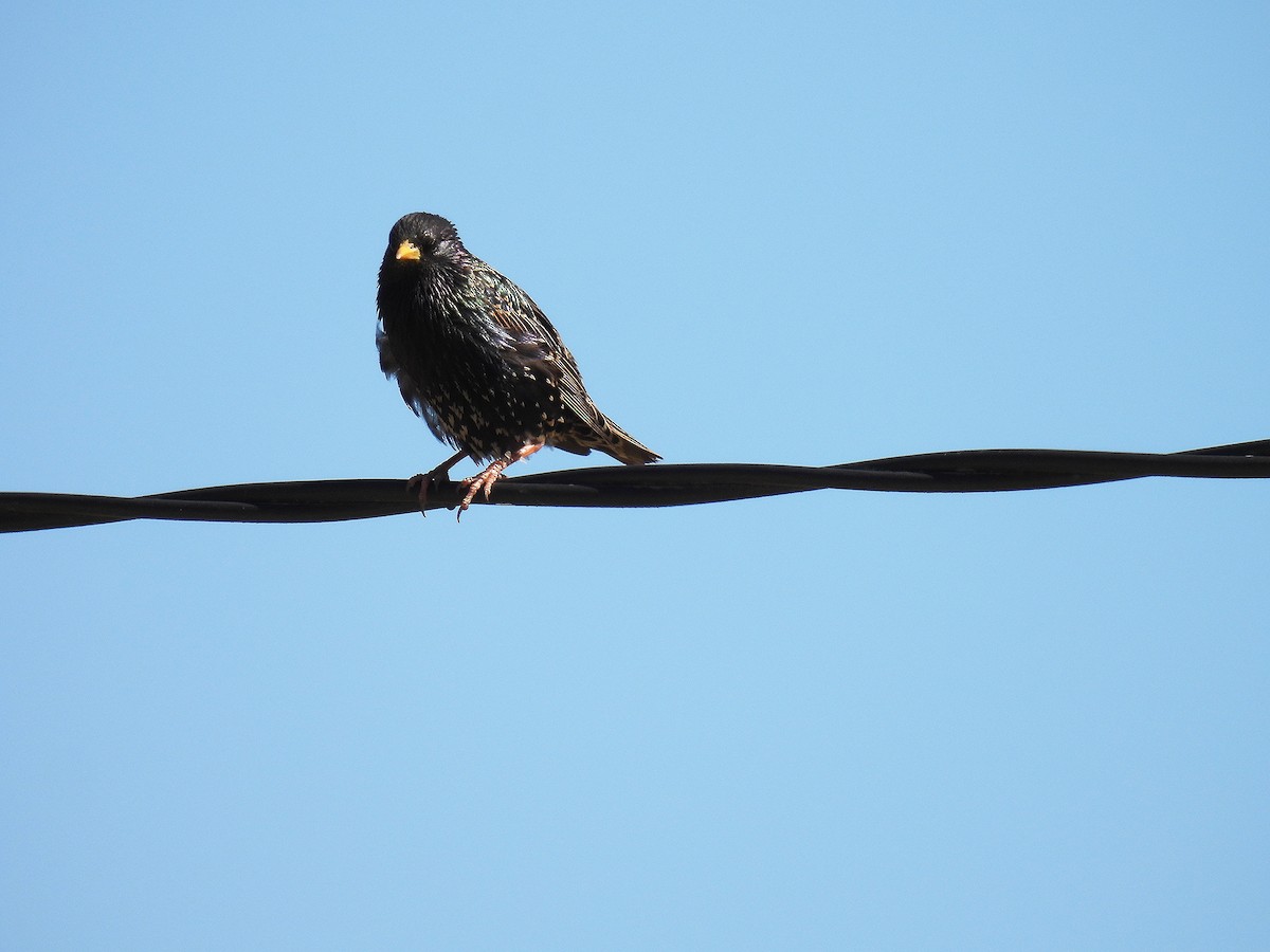 Шпак звичайний - ML646050763