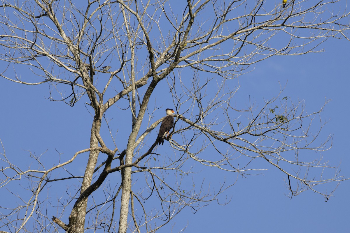 Crested Caracara - ML646050764