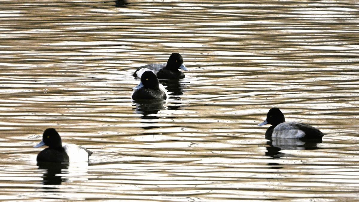 Lesser Scaup - ML646050768
