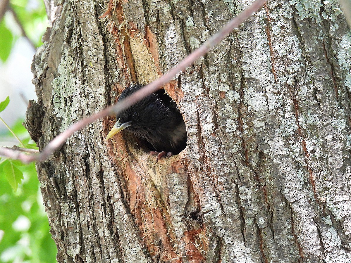 Шпак звичайний - ML646050770