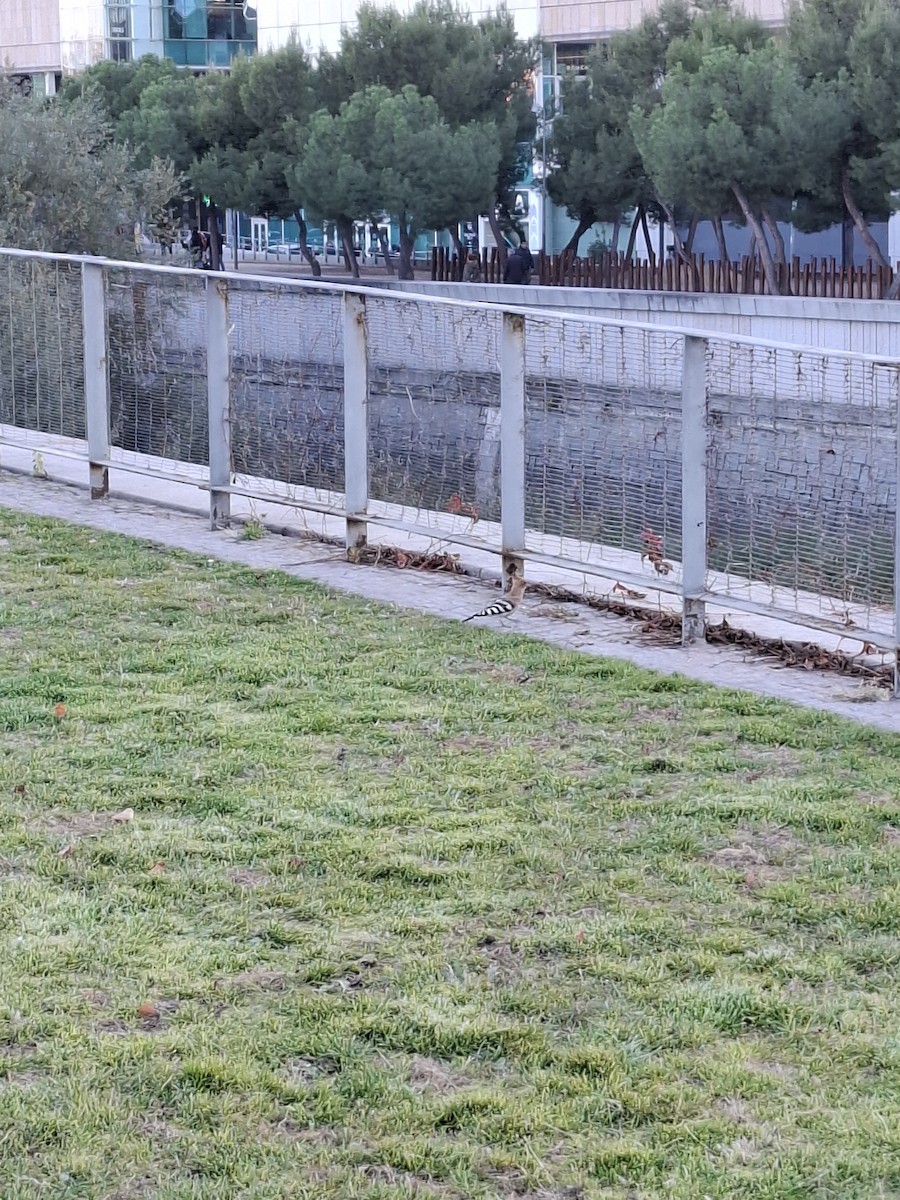 Common Hoopoe - ML646050771