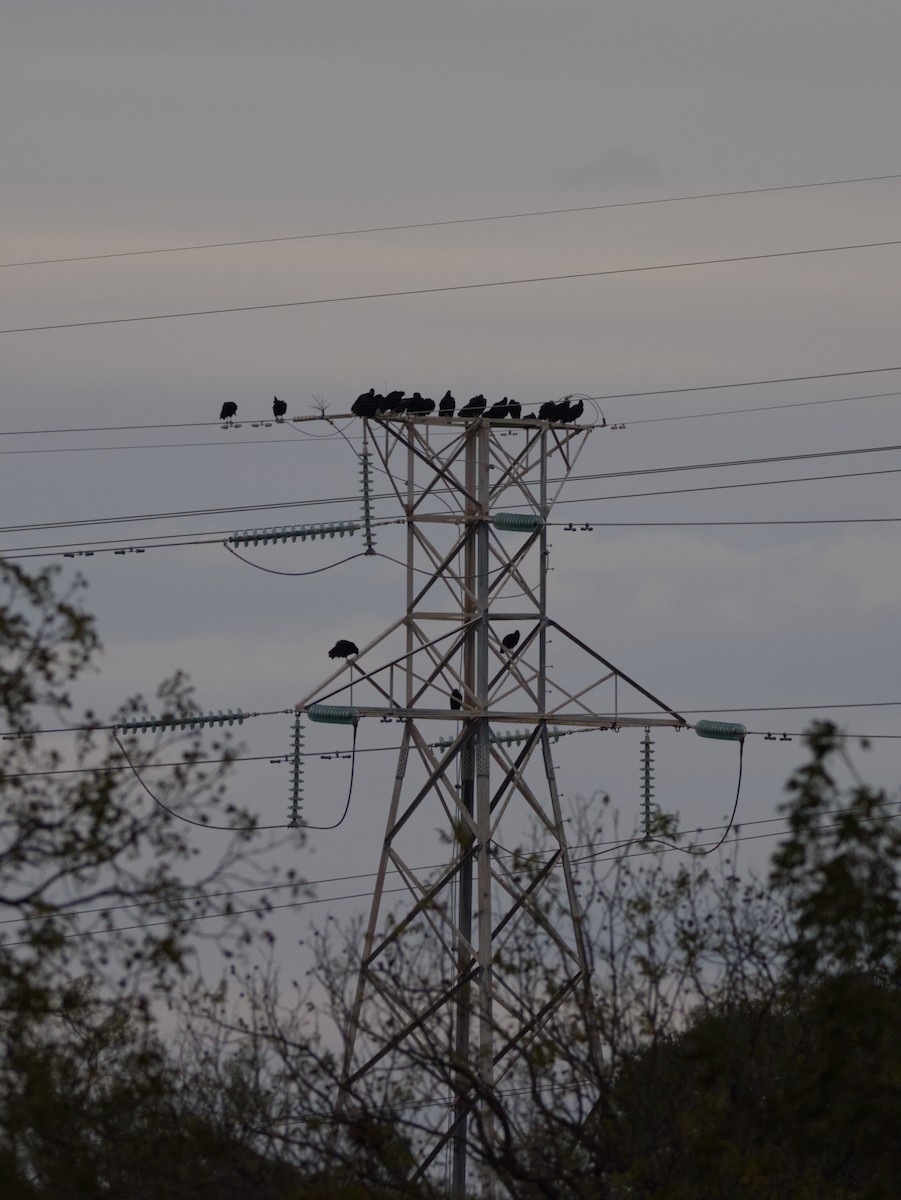 Black Vulture - ML646050772