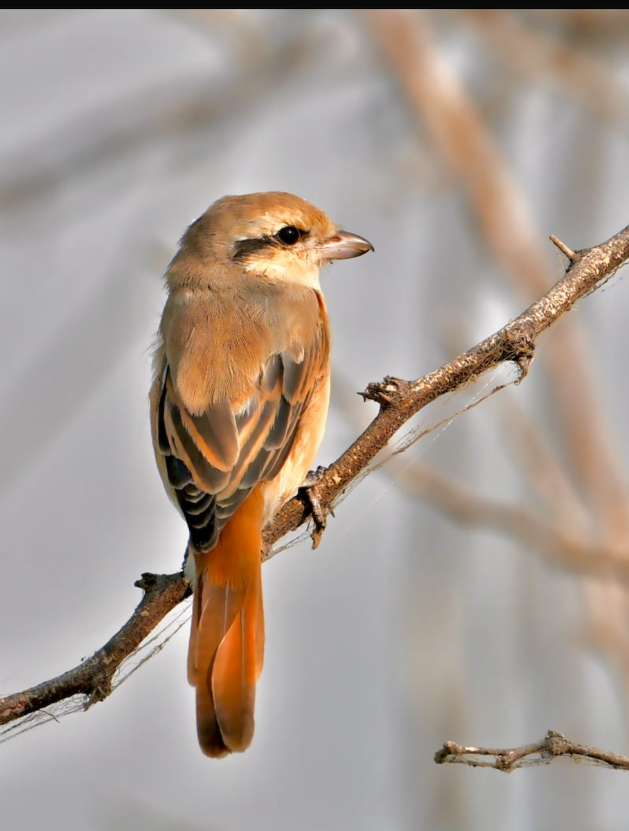 Brown Shrike - ML646050773