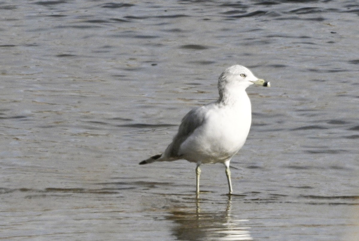 Ring-billed Gull - ML646050774