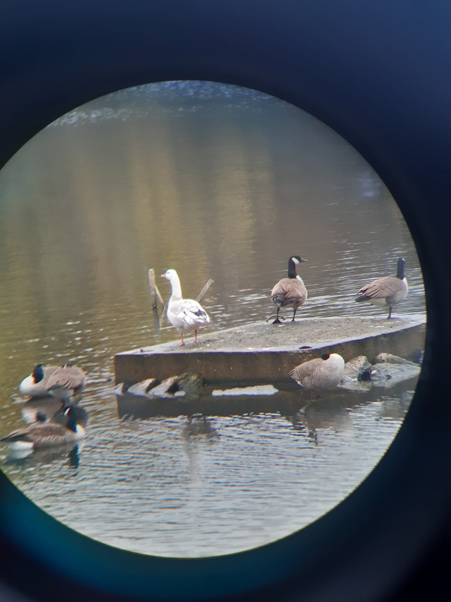 Graylag Goose (Domestic type) - ML646050781