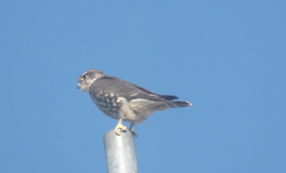 Merlin (Taiga) - ML646050784