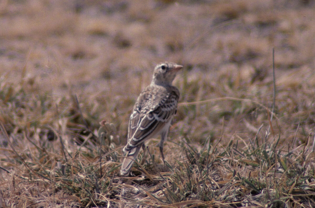 アフリカヒメコウテンシ - ML646050791