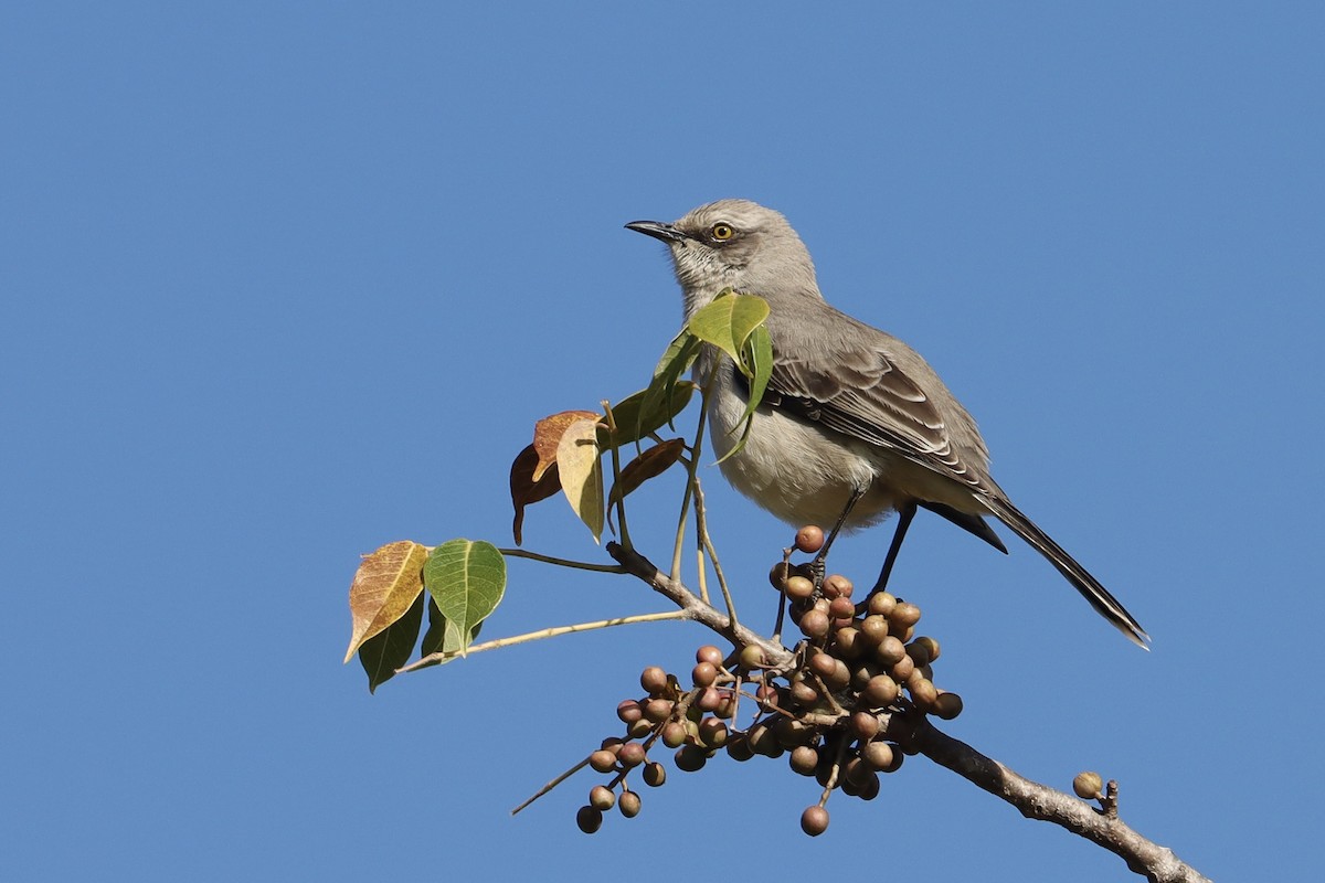 Tropical Mockingbird - ML646050793