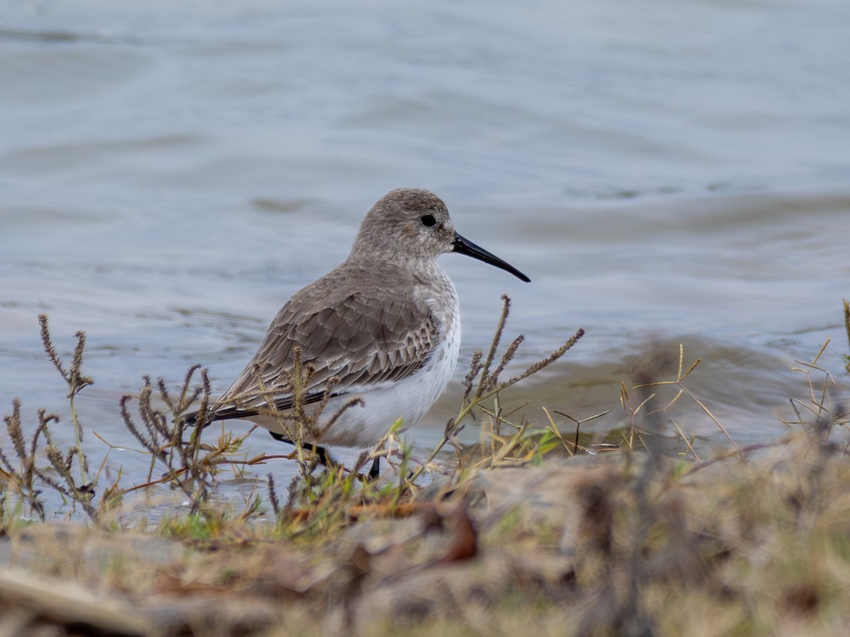 Dunlin - ML646050795