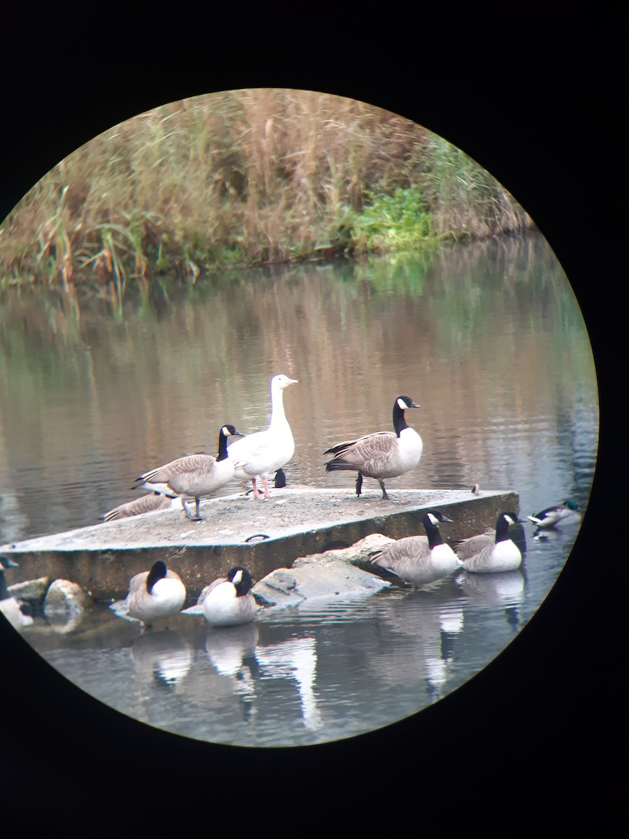 Graylag Goose (Domestic type) - ML646050800