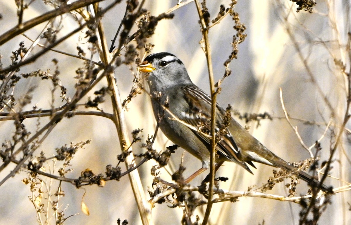 White-crowned Sparrow - ML646050808