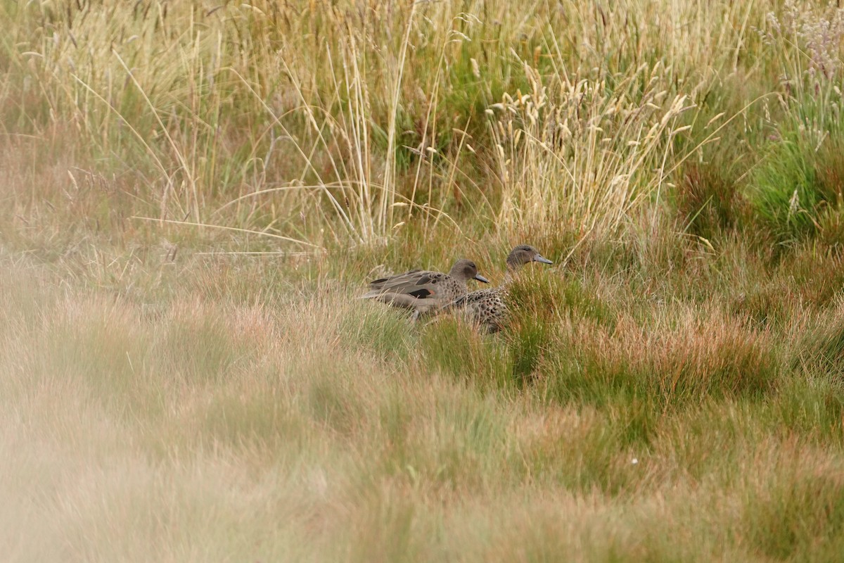 Sarcelle des Andes - ML646050812