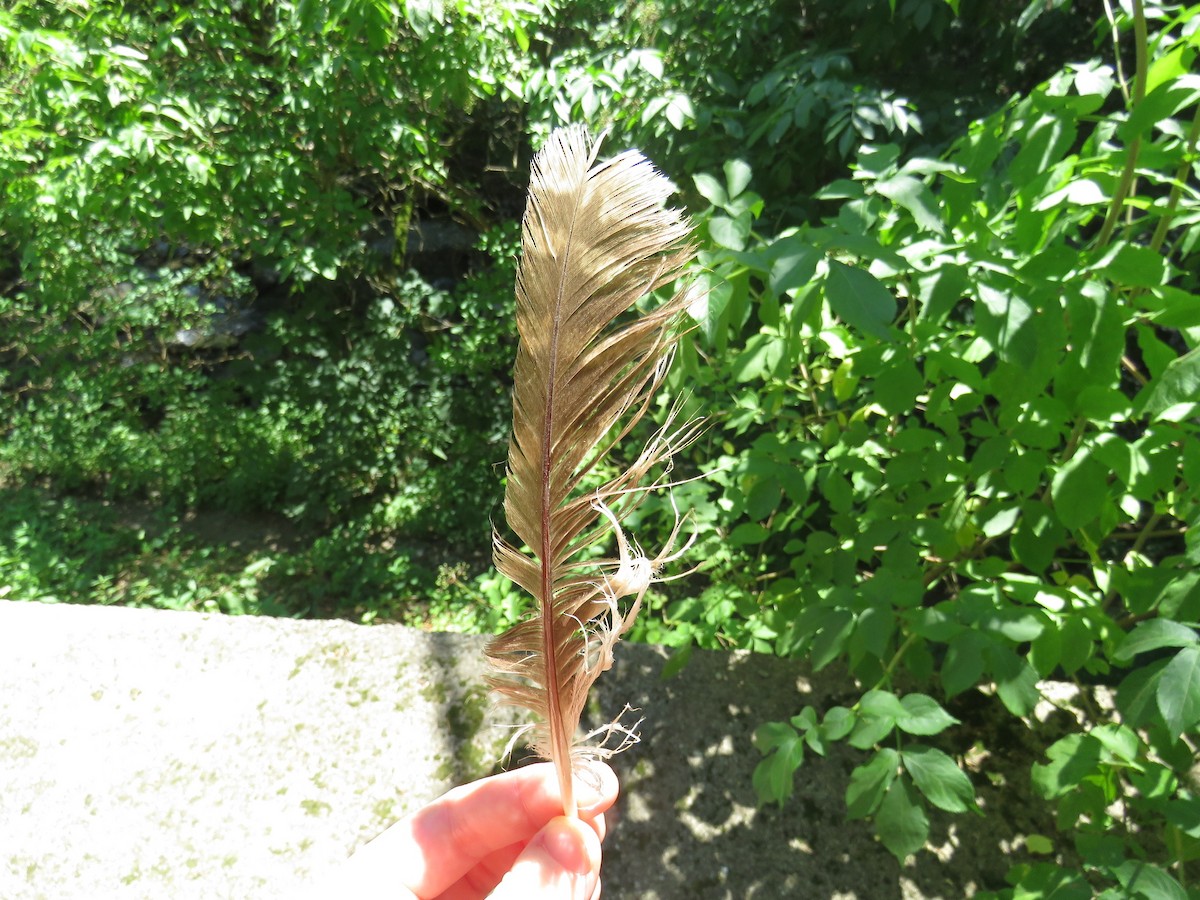 Tawny Owl - ML646050813