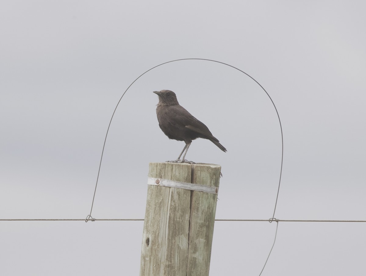 Northern Anteater-Chat - ML646050815
