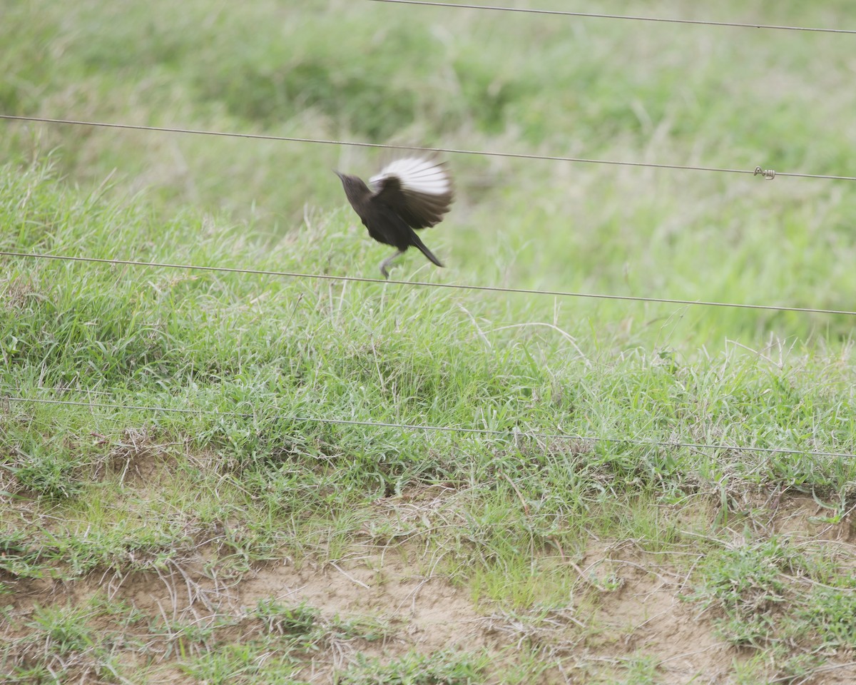 Northern Anteater-Chat - ML646050816