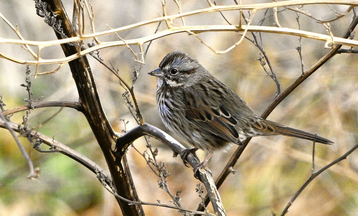 Song Sparrow - ML646050817