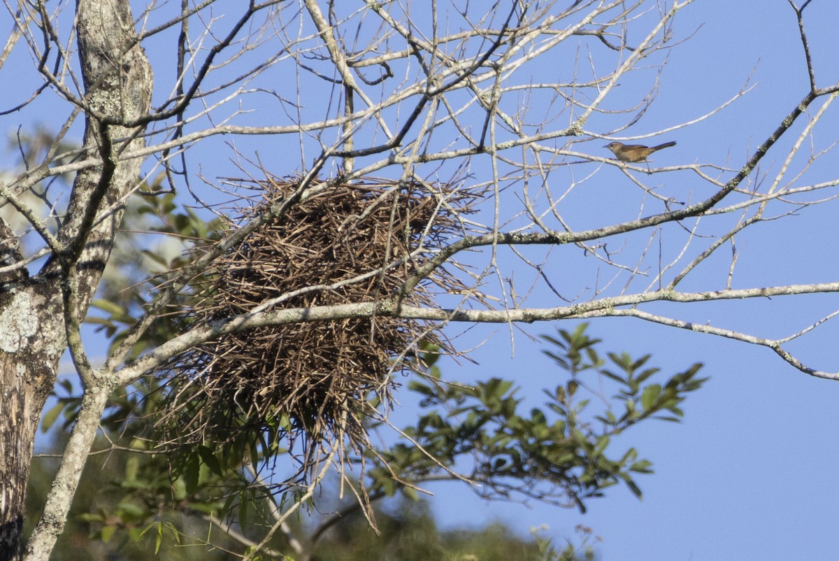 Rufous-fronted Thornbird - ML646050825
