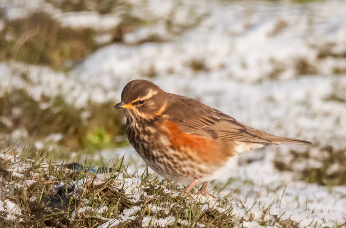 Redwing - ML646050829