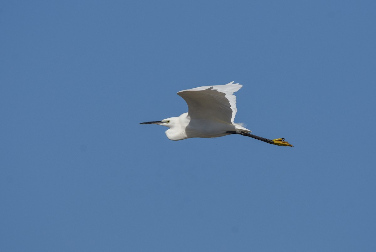 Little Egret - ML646050830
