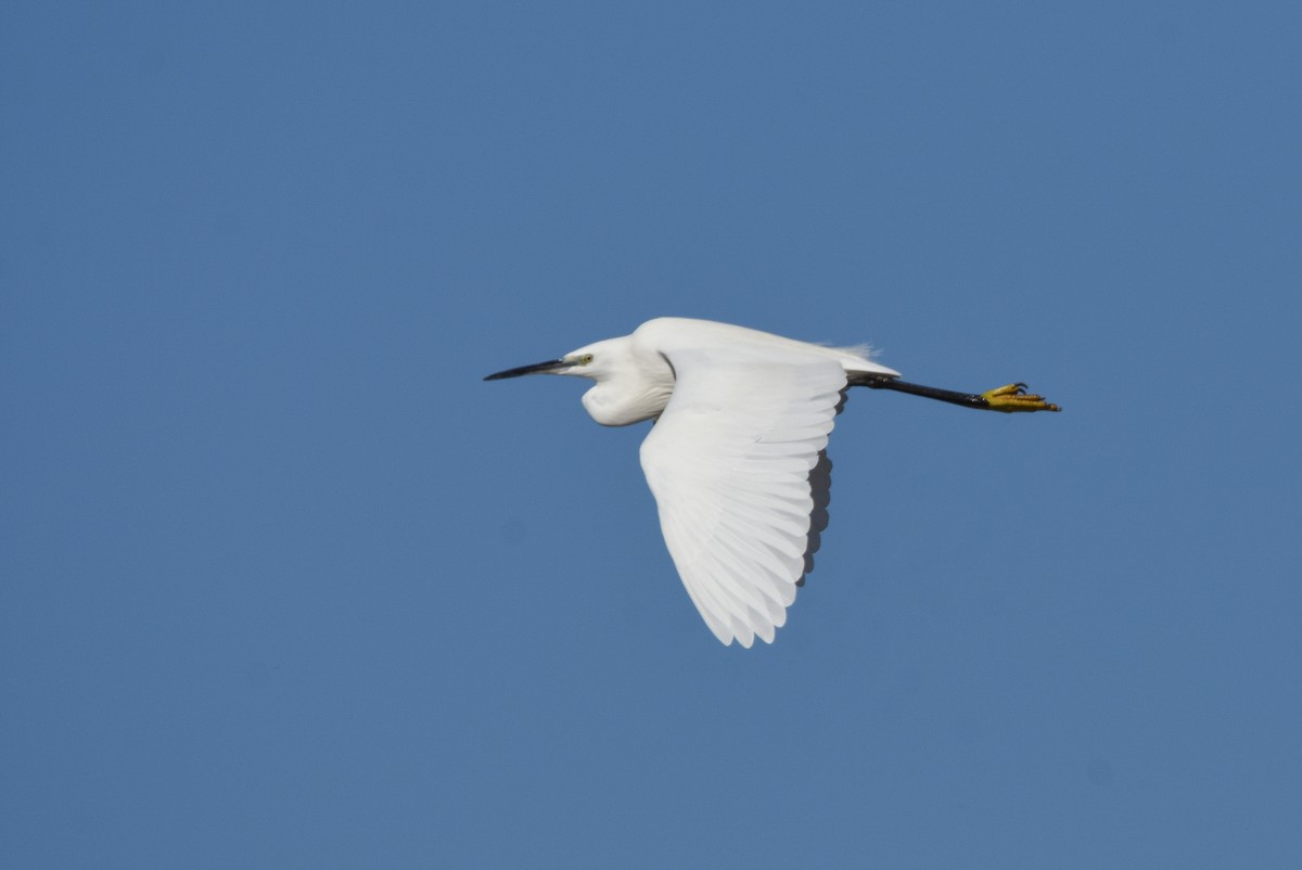 Little Egret - ML646050832
