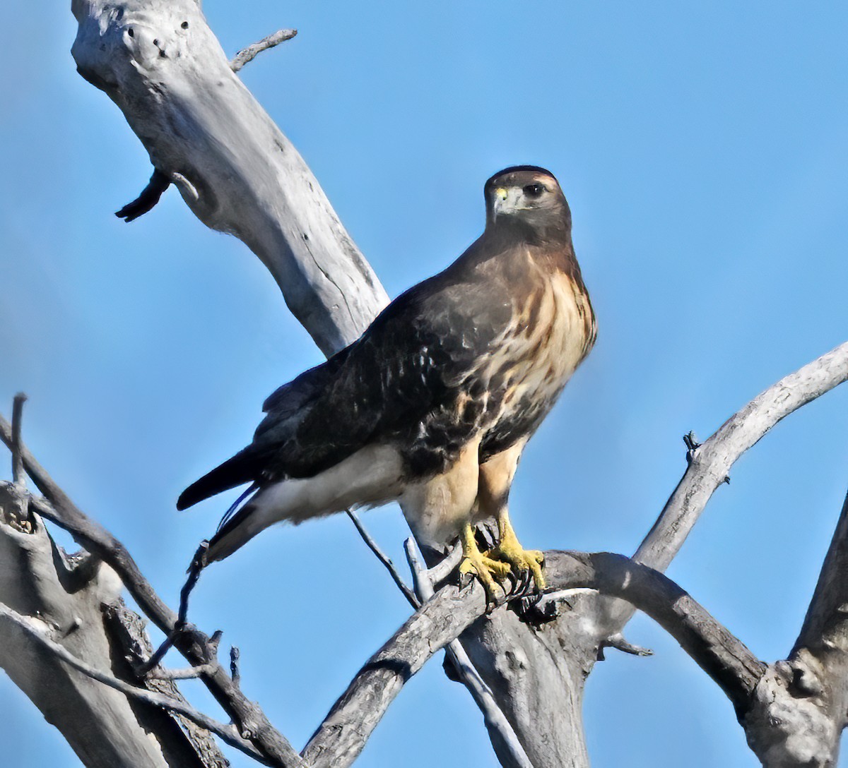 Red-tailed Hawk - ML646050833