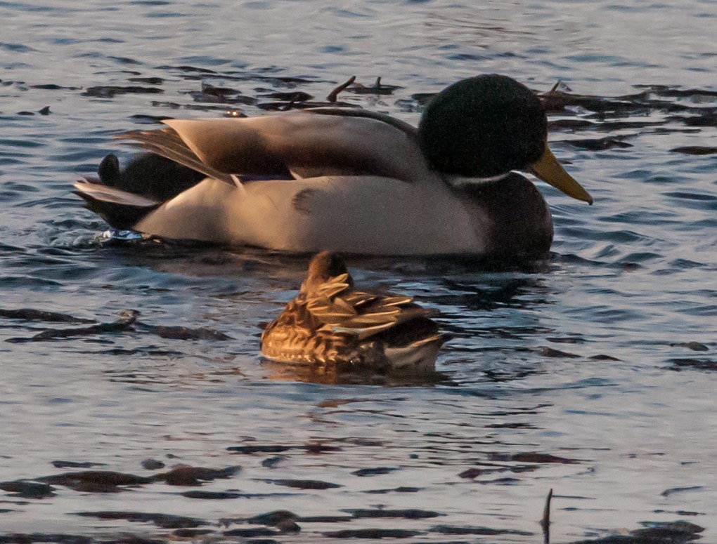 Green-winged Teal - ML646050836