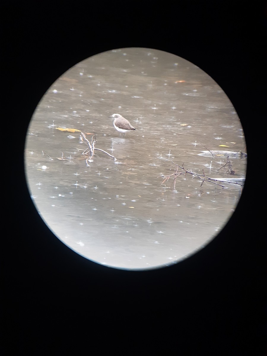 Green Sandpiper - ML646050841