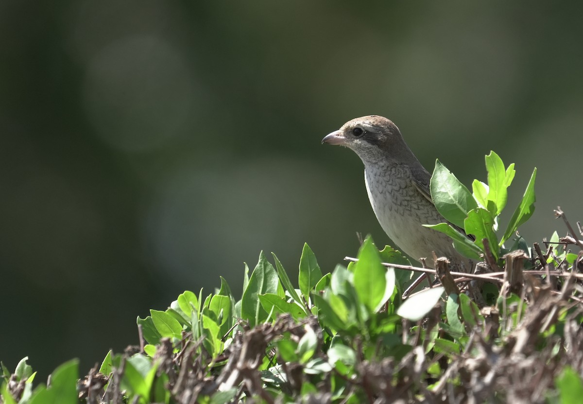 Red-tailed Shrike - ML646050842