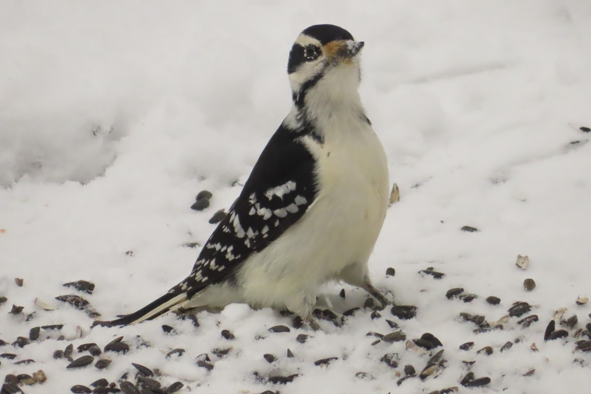 Hairy Woodpecker - ML646050843