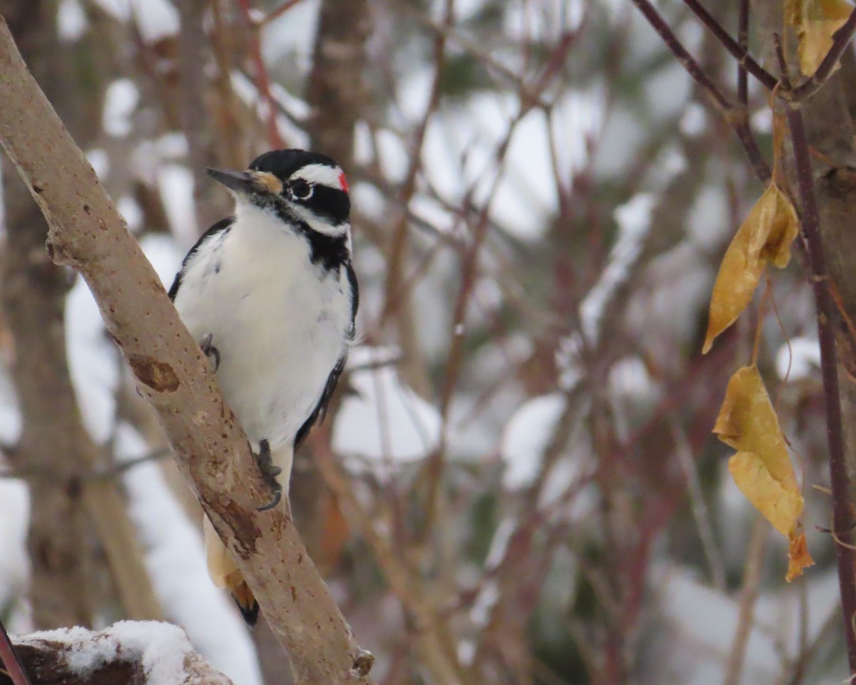 Hairy Woodpecker - ML646050844