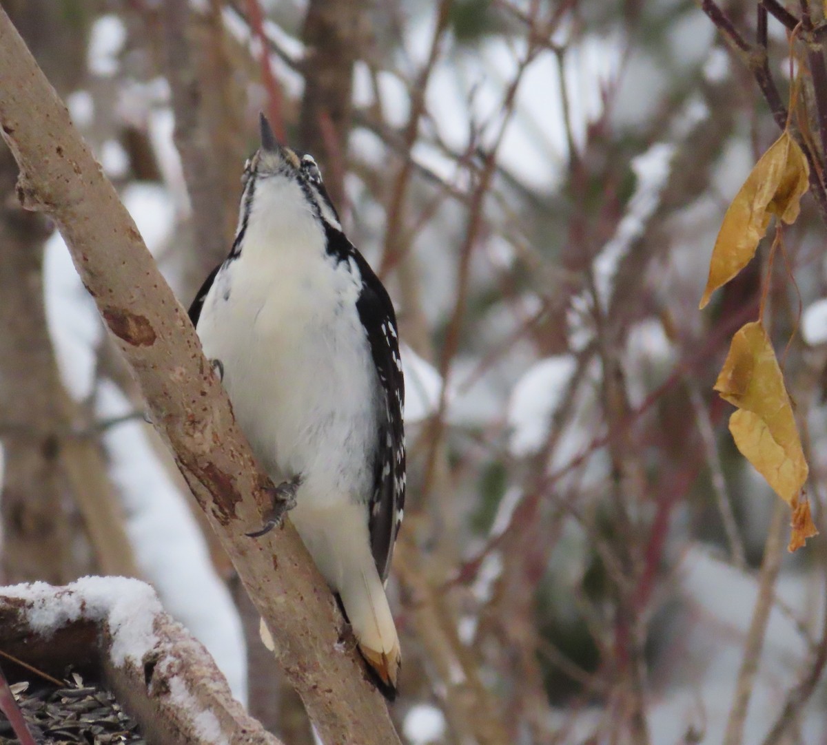 Hairy Woodpecker - ML646050845