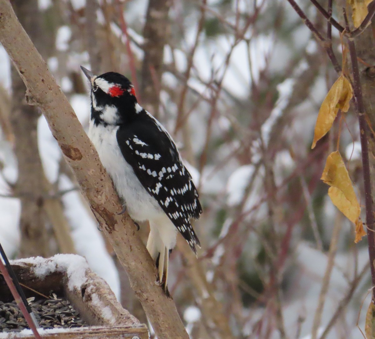 Hairy Woodpecker - ML646050846
